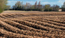 Ploughed field